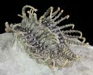 Spine-On-Spine Koneprusia Trilobite - Best Of The Best! #64917-2